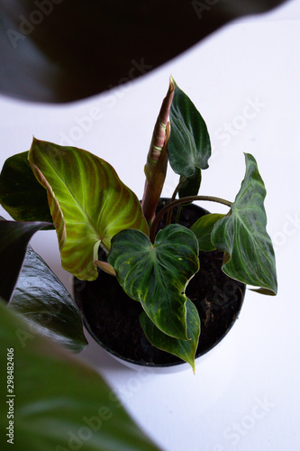 Young Philodendron verrucosum exotic house plant on the white background