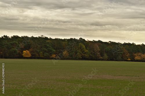 Green field by the forest wall with dramatic cloudy gray sky. Autumn in the Poznań, Poland