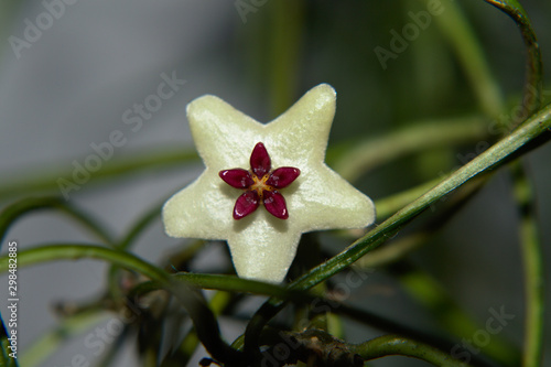 Hoya Retusa single white and red flower on green leaves background - exotic house pot plant  close-up macro