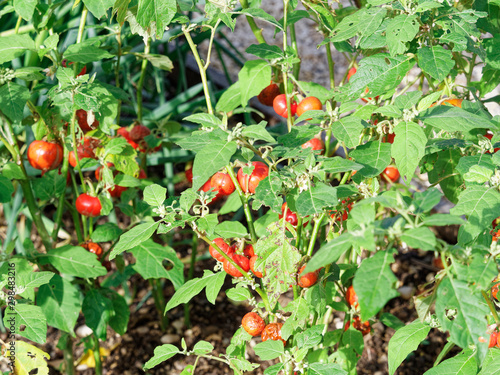 Gilo une variété d'Aubergine de Centre Afrique, fruits rouges à maturation, petites feuilles vertes (Solanium aethiopicum) photo