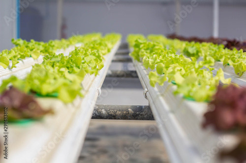 Hydroponic butterhead lettuce growing in greenhouse photo