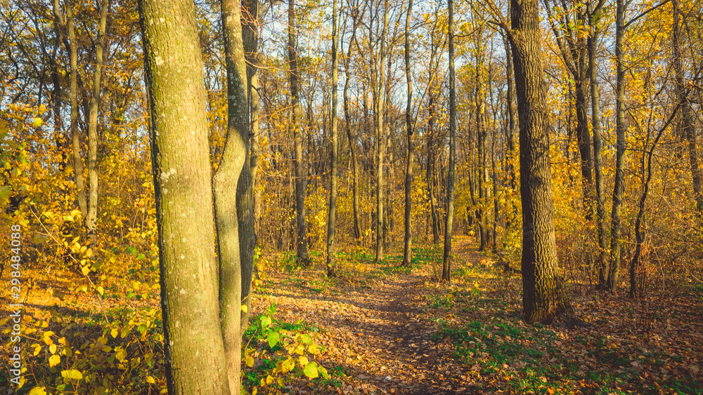 Obraz premium Park autumn trees and fallen autumn leaves in city park in autumn day. Autumn colorful landscape - autumn trees and orange fallen autumn leaves on the ground.