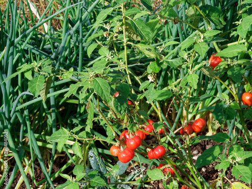 Fruits ronds, cotelés et rouges de tomates africaines ou gilo (Solanium aethiopicum) photo