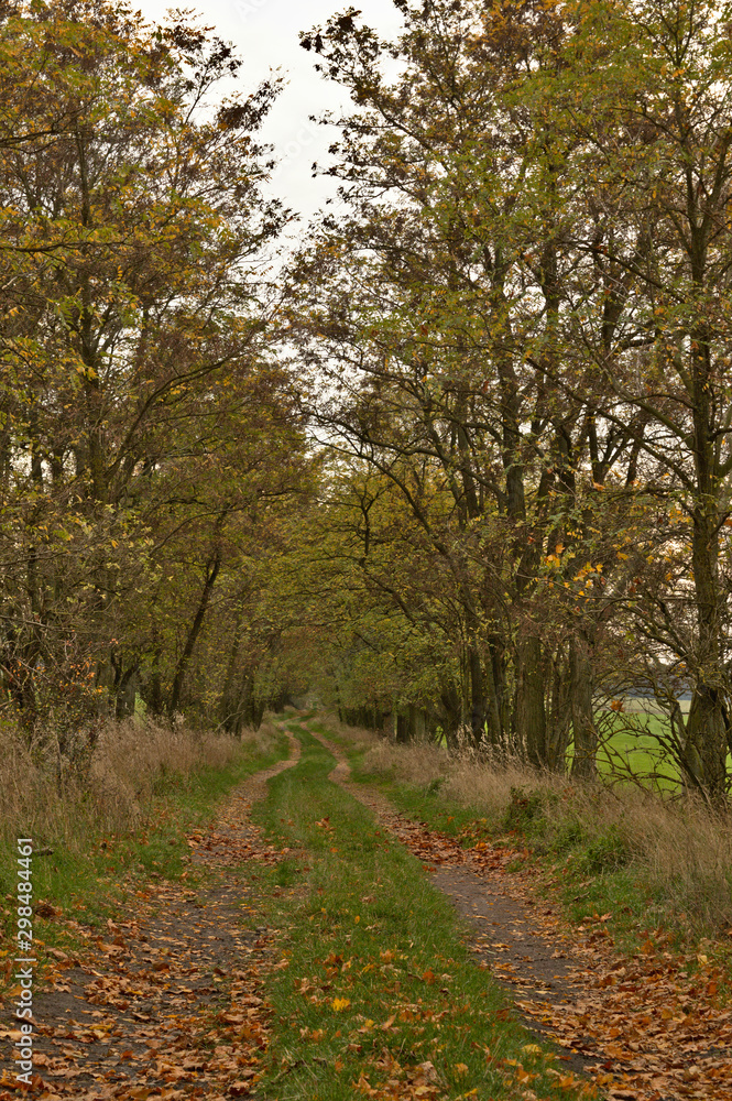 Fototapeta premium Path in a forest in the autumn with fallen golden leaves in sunny day