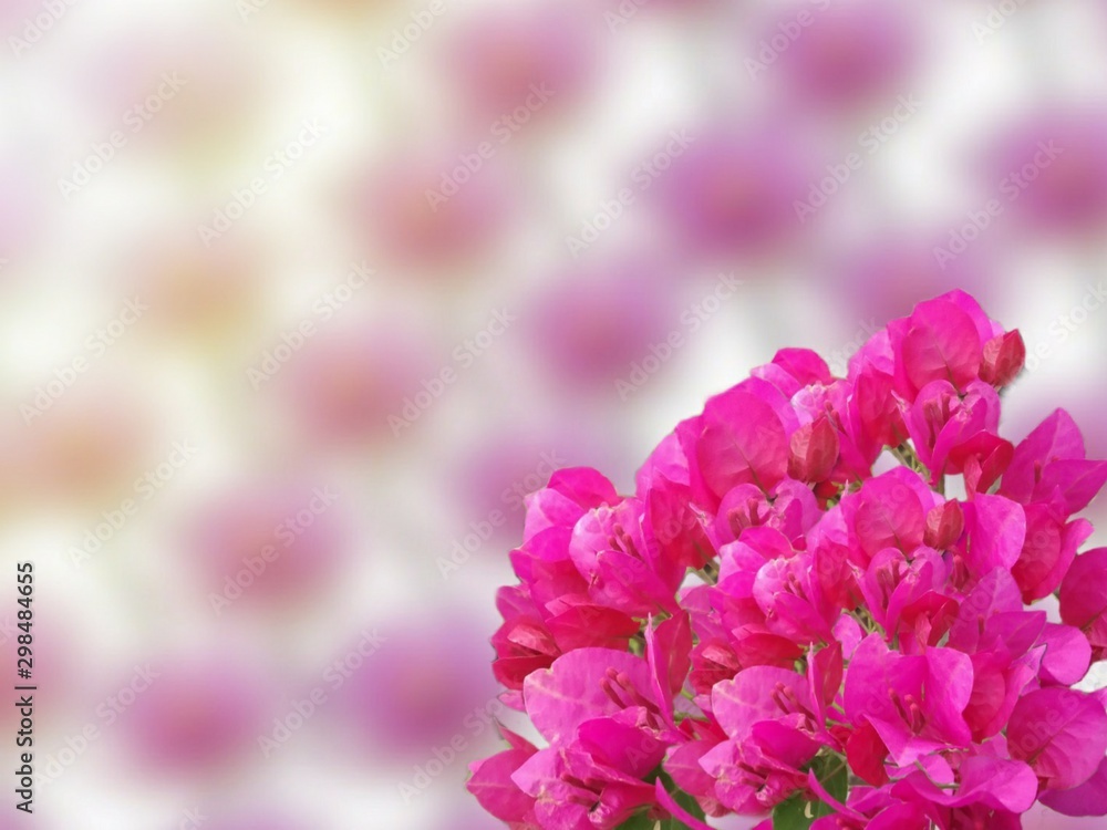 pink flowers on a background of blue sky pink flowers on a background of blue sky