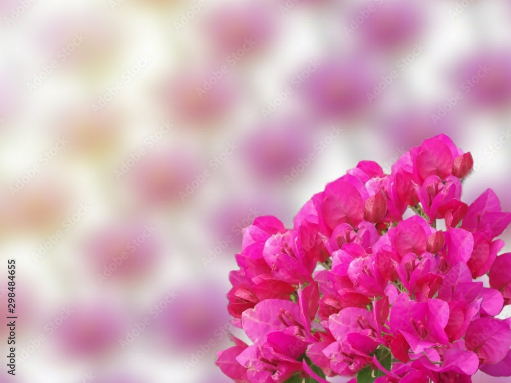 pink flowers on a background of blue sky