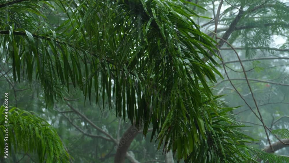 Tropical downpour outdoors Tropical downpour outdoors