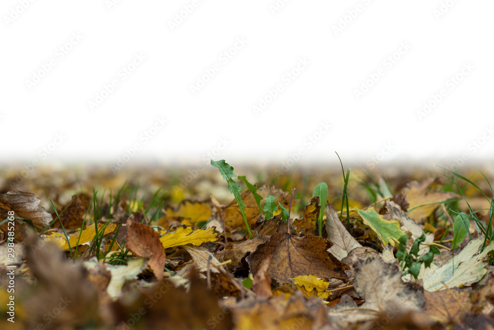 Autumn falling maple leaves isolated on white background Autumn falling maple leaves isolated on white background