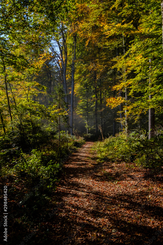 Rays of light In the a colorful Forrest in autumn