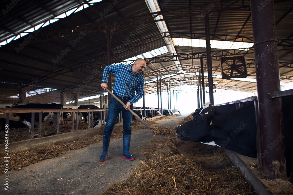 Hardworking middle aged farmer holding pitchfork and feeding cows with hay at cattle farm. Countryside lifestyle. Hardworking middle aged farmer holding pitchfork and feeding cows with hay at cattle farm. Countryside lifestyle.