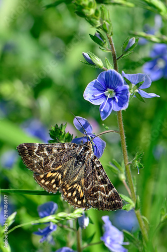 Scheck-Tageule (Euclidia mi) - Mother Shipton moth photo