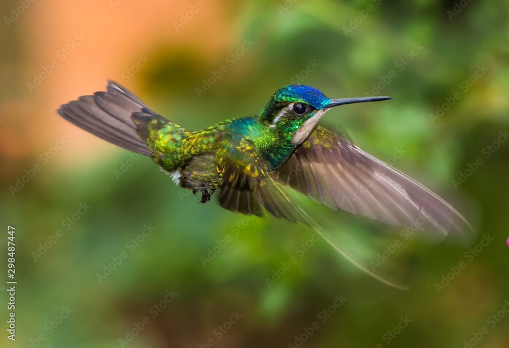 Fototapeta premium zunzun