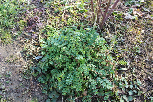 kleiner wiesenknopf photo