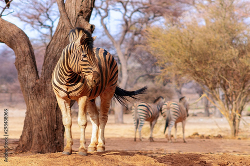 Wild african animals. Zebra close up portrait. African plains zebra on the dry yellow savannah grasslands. 