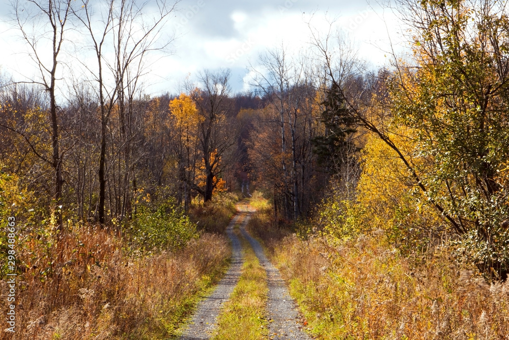 Fototapeta premium country road in autumn 