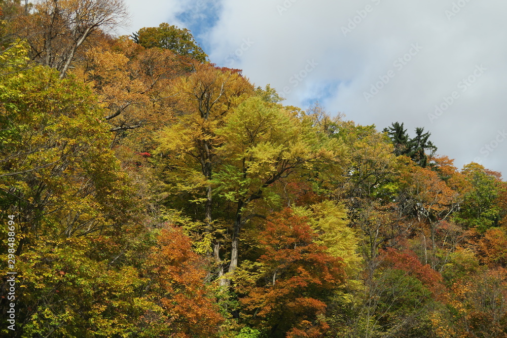 日本国北海道の秋の紅葉