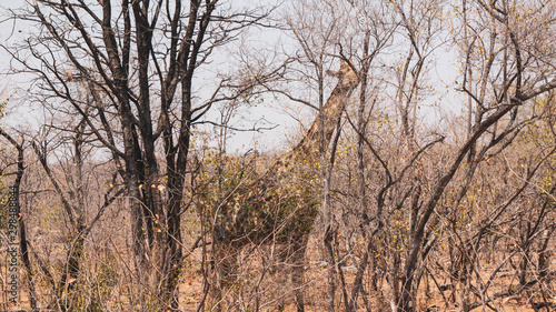 Giraffe behind a tree