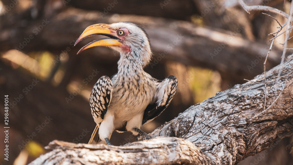 Obraz premium Yellow beak hornbill on a branch