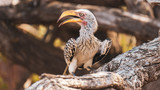 Yellow beak hornbill on a branch