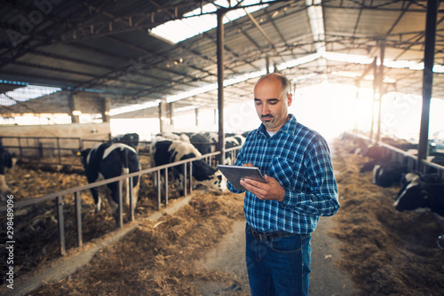 Portrait of middle aged farmer standing in cow farm and using tablet. Working at cattle farm. Organic food production.