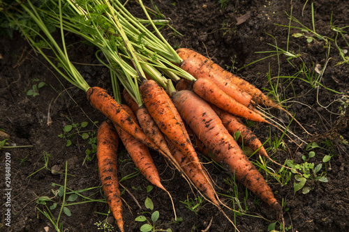 Fototapeta Bunch of organic dirty carrot harvest in garden on ground