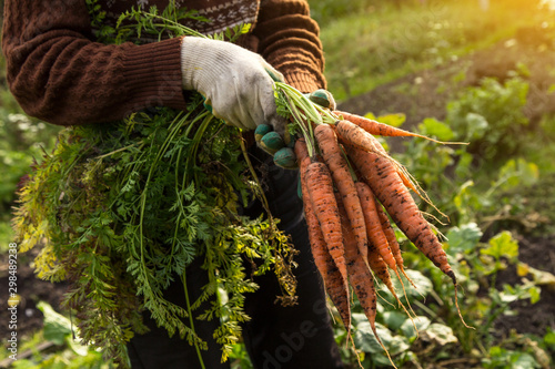 Photography Farmer hands in gloves holding bunch of carrot in garden