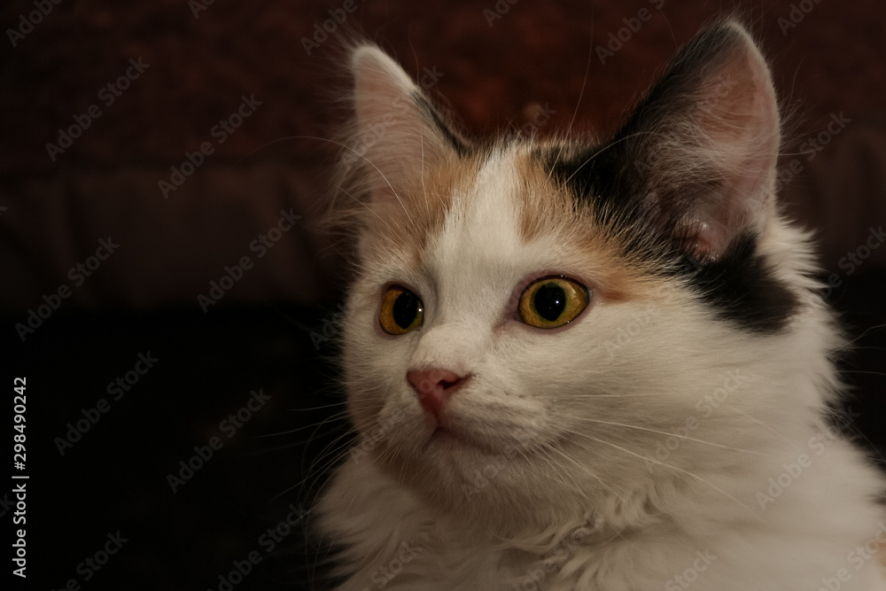 Portrait of a beautiful young fluffy long-haired tri-colored cat with yellow eyes and pink nose on a blurred dark background