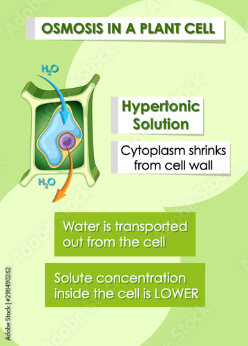 Diagram showing details of plant cell