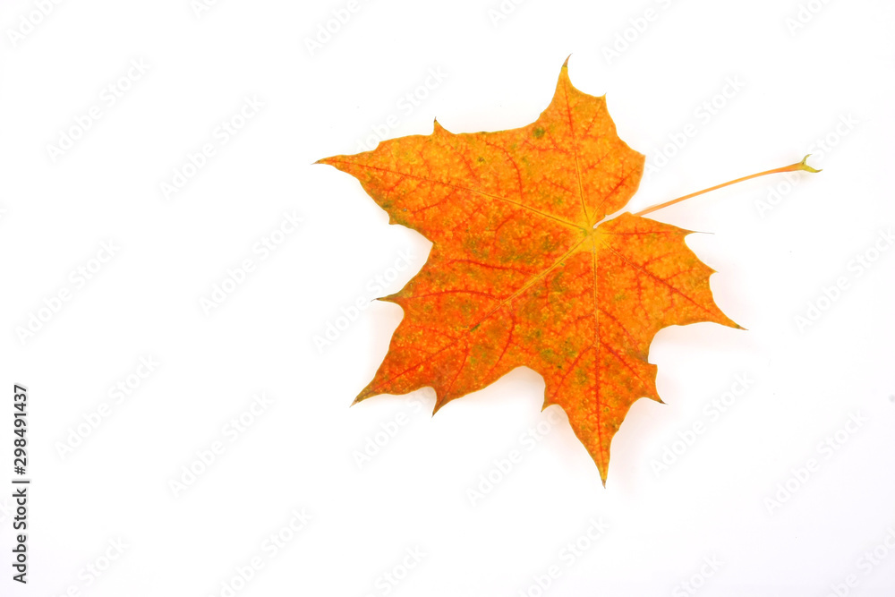 simple photos of autumn leaf in photo studio