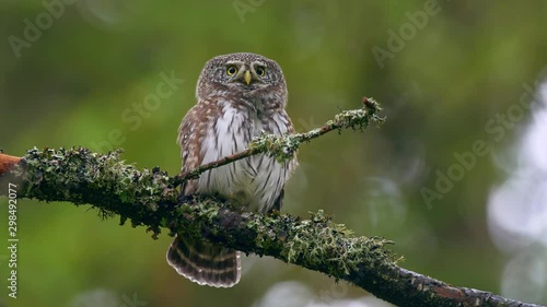 Eurasian pygmy owl in mountain spruce forest