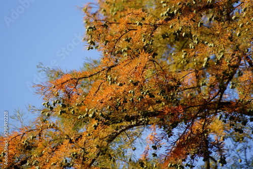 Bald cypress tree at autumn