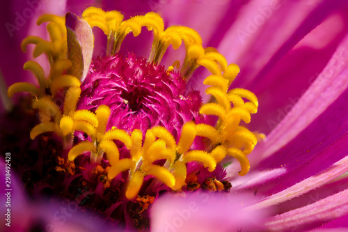 closeup of a flower photo