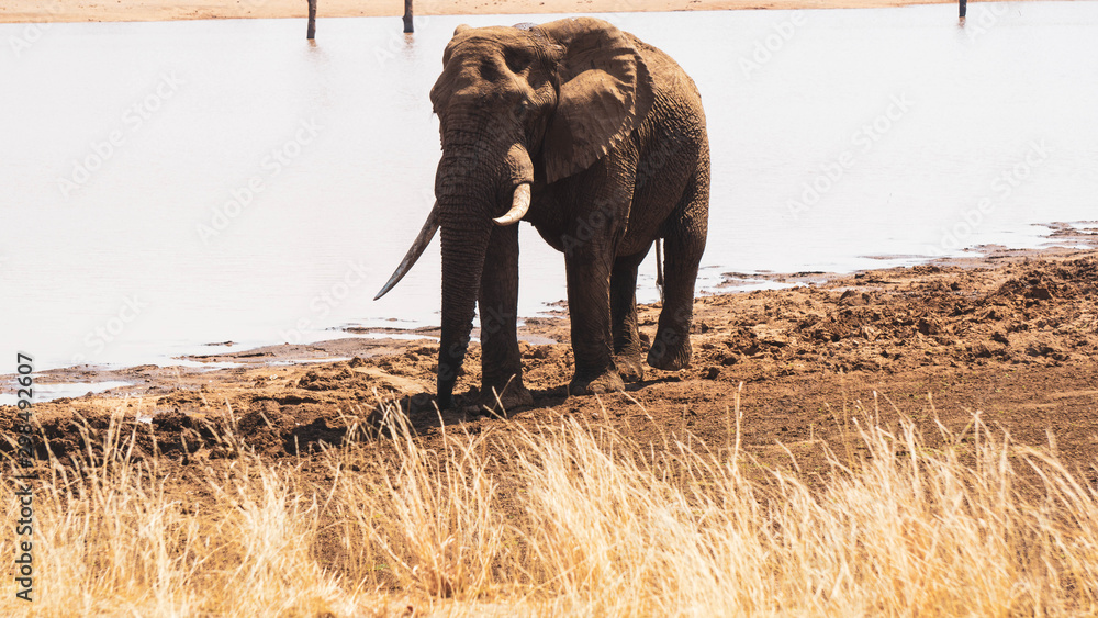 Obraz premium elephant in the kruger national park