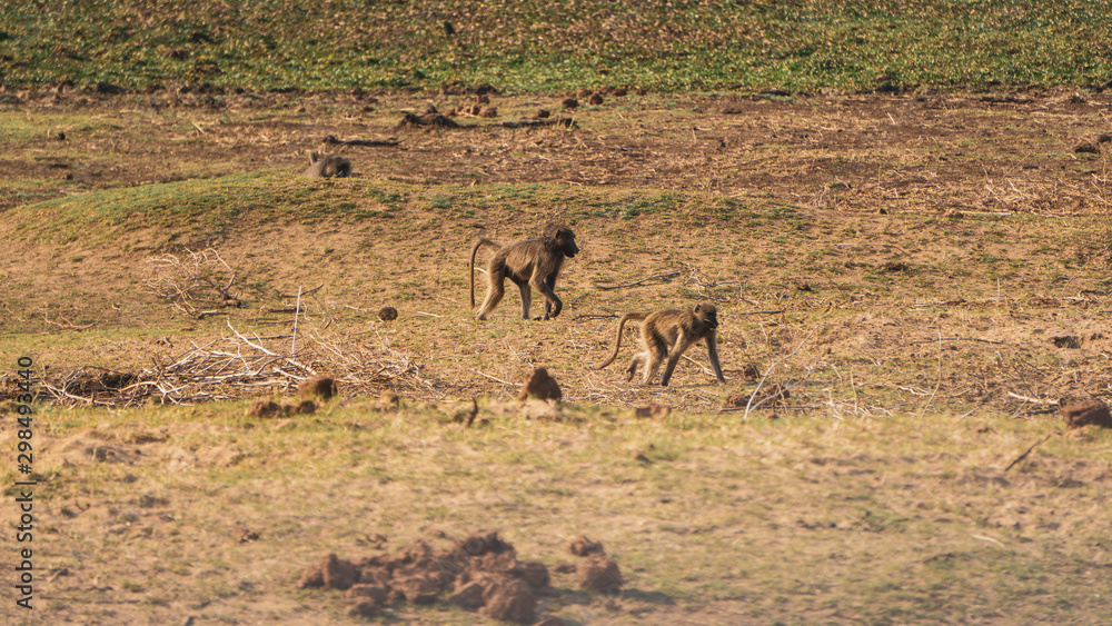Naklejka premium herd of monkeys in south africa