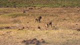 herd of monkeys in south africa
