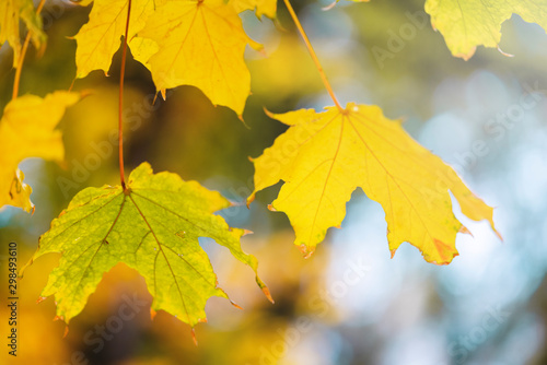yellow maple leaves on a tree in autumn
