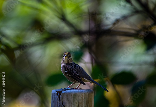 A golden-crowded sparrow in the Oregon woods photo