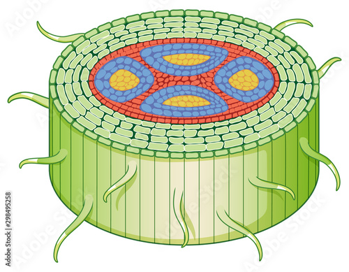 Diagram showing stem structure