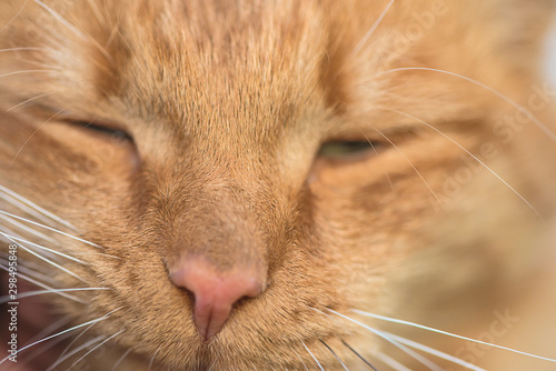 Red cat with closed eyes close up