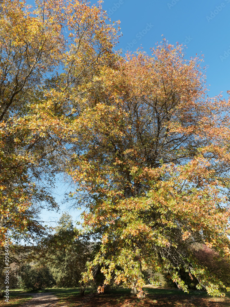 (Quercus palustris) Largest pin oak and its lower branches hanging down with autumn foliage (Quercus palustris) Largest pin oak and its lower branches hanging down with autumn foliage