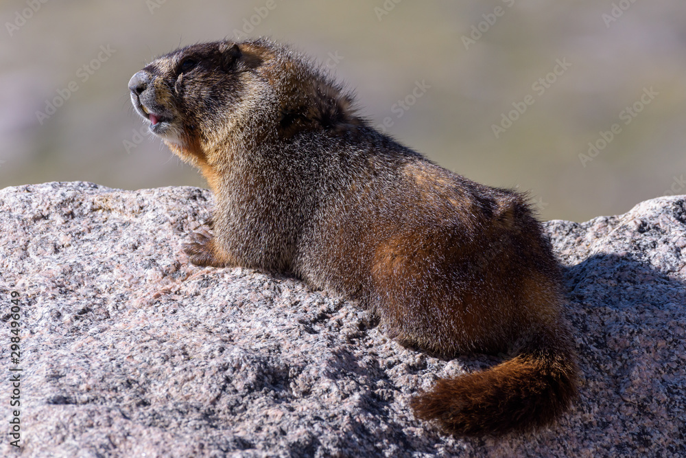 Marmot Resting on Rock at the Top of Mount Evans, Colorado Marmot Resting on Rock at the Top of Mount Evans, Colorado