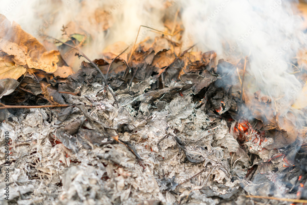 Burning leaves. Fire in the forest. Harmful smoke from burning leaves Burning leaves. Fire in the forest. Harmful smoke from burning leaves
