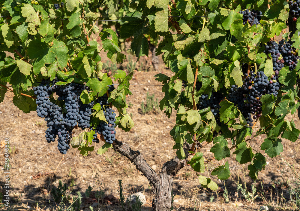 Bunches of black or red grapes for port wine production line the hillsides of the Douro valley in Portugal