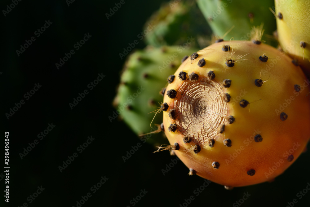 Bright orange fruit of a prickly pear cactus against dark background with text field in Sicily Bright orange fruit of a prickly pear cactus against dark background with text field in Sicily