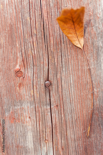 Old weathered wood background with autumn leaf. Wood texture background. Abstract background
