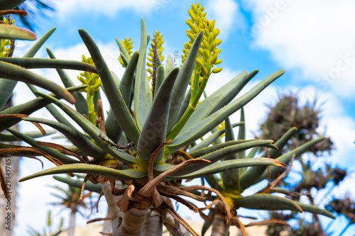 aloe ramosissima in Jardin Canario. Canary Islands.