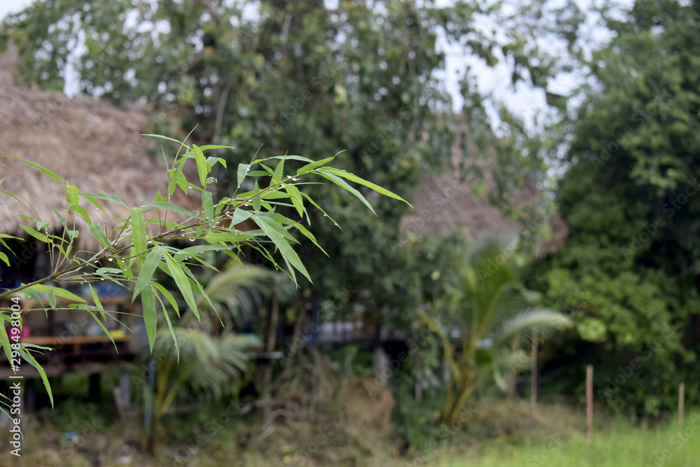 Obraz premium Water droplets on bamboo leaves
