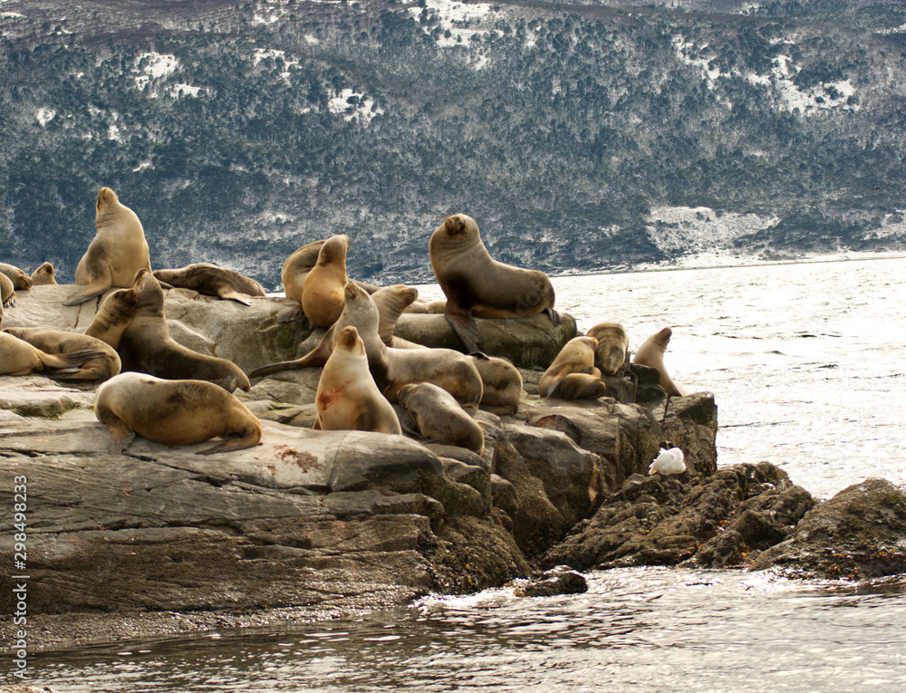 Fototapeta premium Sea lions on a rock in patagonia