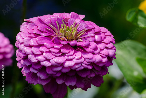 pink zinnia in the garden