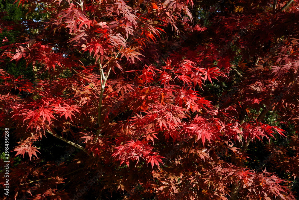red leaves of japanese maple tree at autumn red leaves of japanese maple tree at autumn